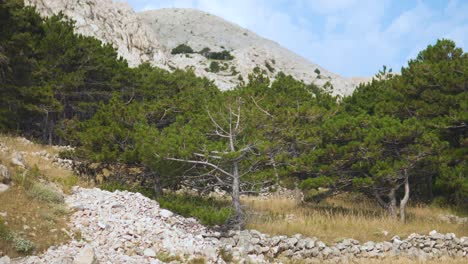 dead tree surrounded by forest of pine trees and rocky mountaints