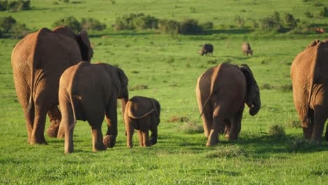 pequeño elefante lindo jugando en medio de la manada, cámara lenta, cerrar