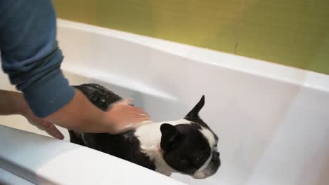 Dog-in-bathtub-is-washed-by-owner-at-home