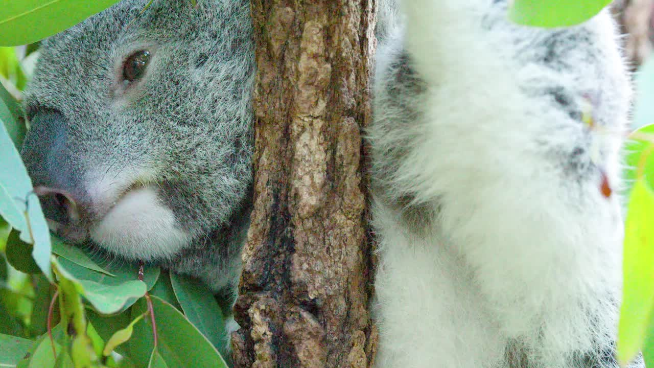 Un primo piano di un koala soffice che dorme placidamente contro un tronco d'albero ruvido