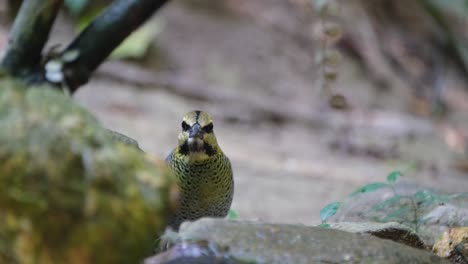 visto escalando en una roca, toma algo de comida y se aleja a la parte de atrás para desaparecer, pitta azul hydrornis cyaneus, tailandia