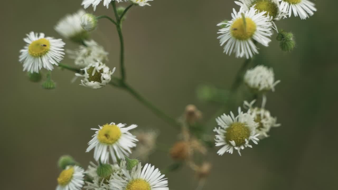 自然の花