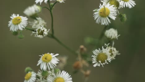 Flores-En-La-Naturaleza