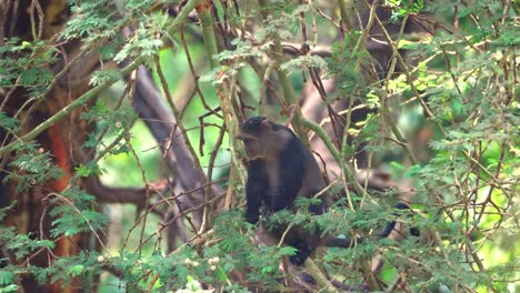 a blue monkey sitting in a tree and looking around in lake manyara national park, tanzania