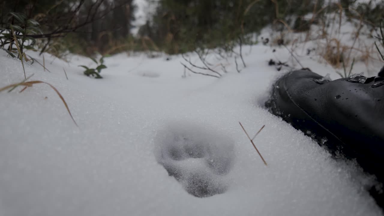 Hiker In Snow-Covered Forest Ground In Norway. Close-up Shot