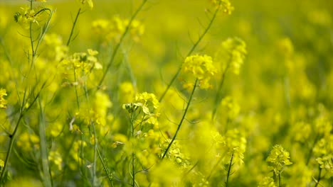 mustard flowers. mustard – mystical flower of happiness and health.