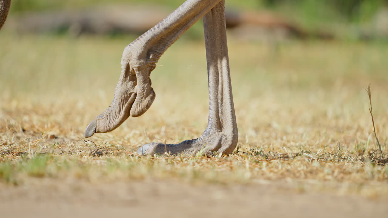 Ostrich Legs and Feet