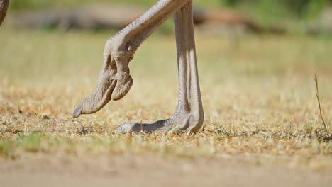 ostrich legs and feet