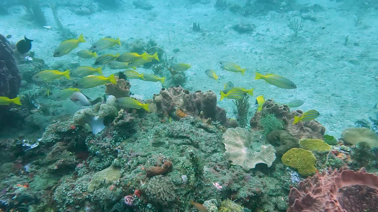 viendo un banco de coloridos peces tropicales amarillos en un arrecife de coral saludable mientras bucea en aguas cristalinas en el triángulo de coral en el sudeste asiático