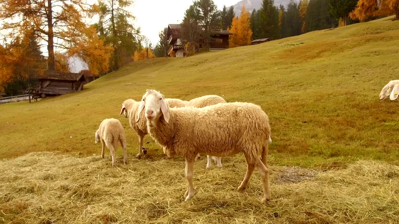 알타 바디아, 돌로미트 산맥에서 양을 양육하고 있습니다.