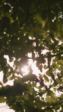 la luz del sol se filtra suavemente a través de las hojas verdes exuberantes, proyectando sombras cálidas a medida que se balancean en la brisa suave, la luz natural crea una atmósfera serena y pacífica