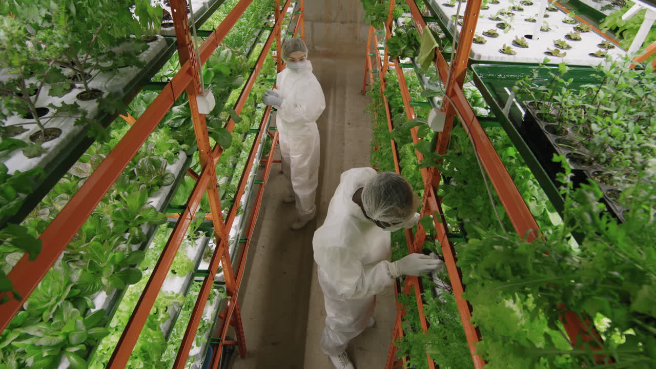 Agronomic Experts Working At Vertical Farm
