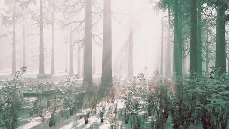 fog in the forest on a cold winter cloudy day with first snow