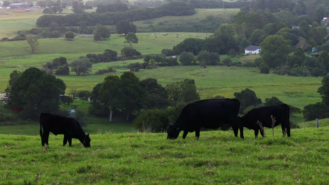 Mucche che si muovono e pascolano in un campo verde