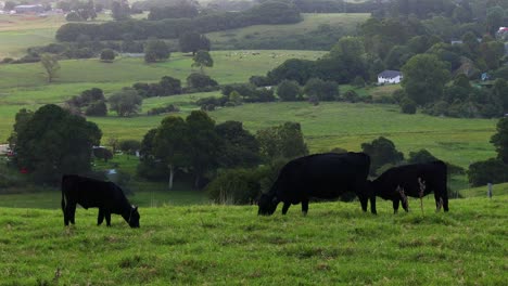 cows moving and grazing in a green field