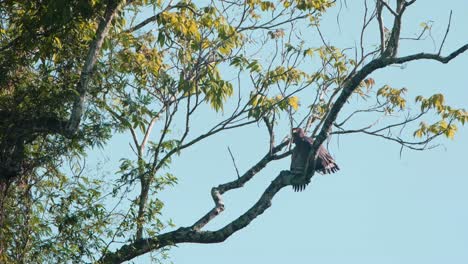 looking towards the camera then turns its head to look to the left while drying its wings, crested serpent eagle spilornis cheela, kaeng krachan national park, thailand