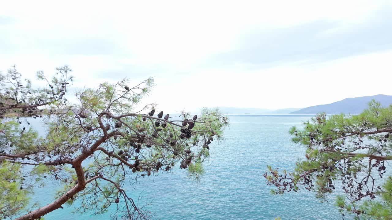View over Mediterranean azure sea, faraway land, cone tree branch foreground