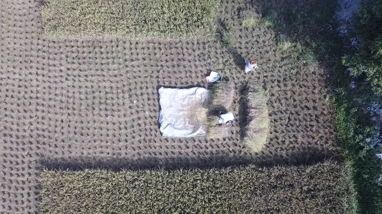 수확 의 공중 사진