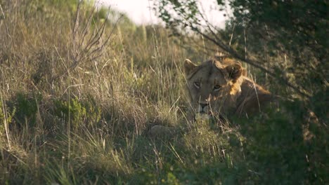 León-Soñoliento-Mirando-A-La-Cámara-En-Sudáfrica