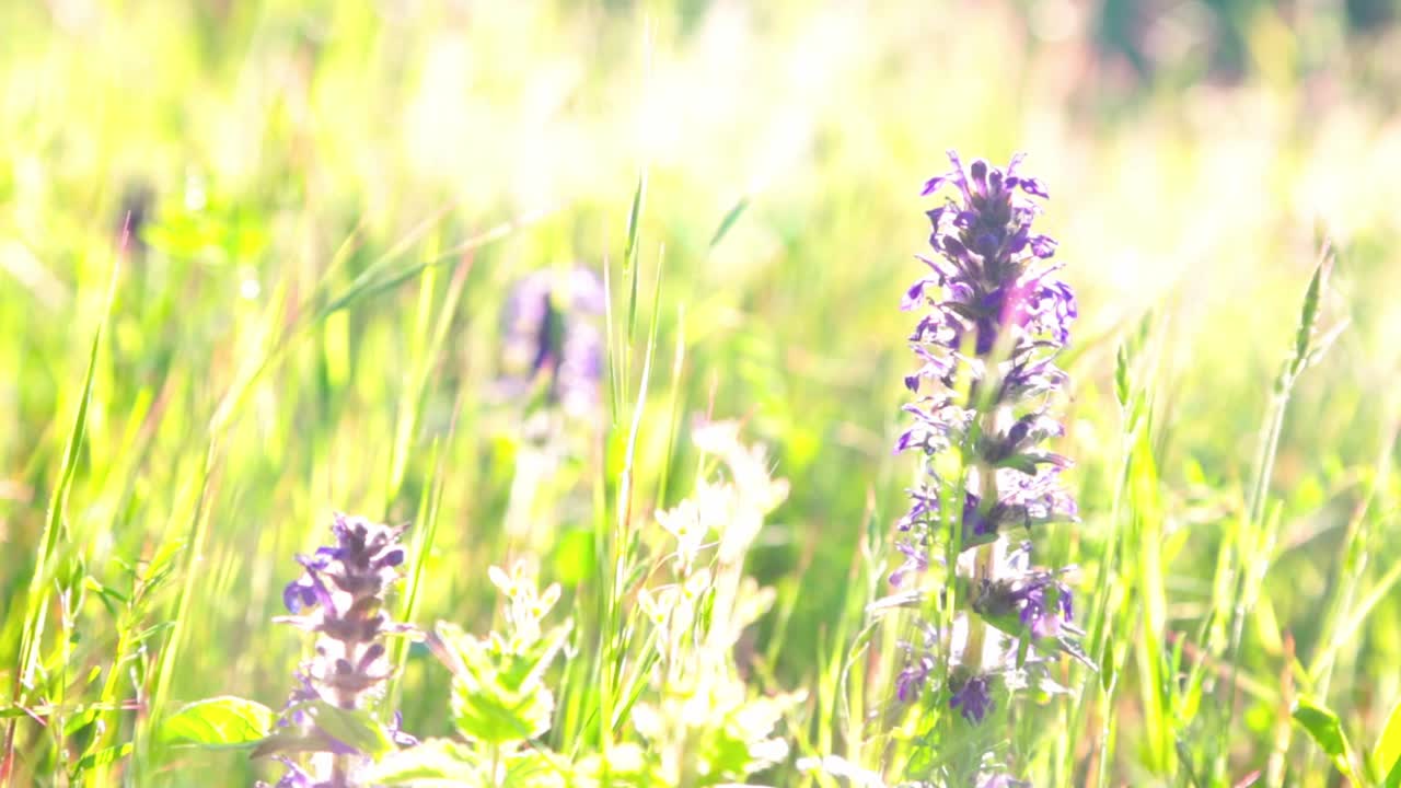 Close-up of purple flowers on a sunny day
