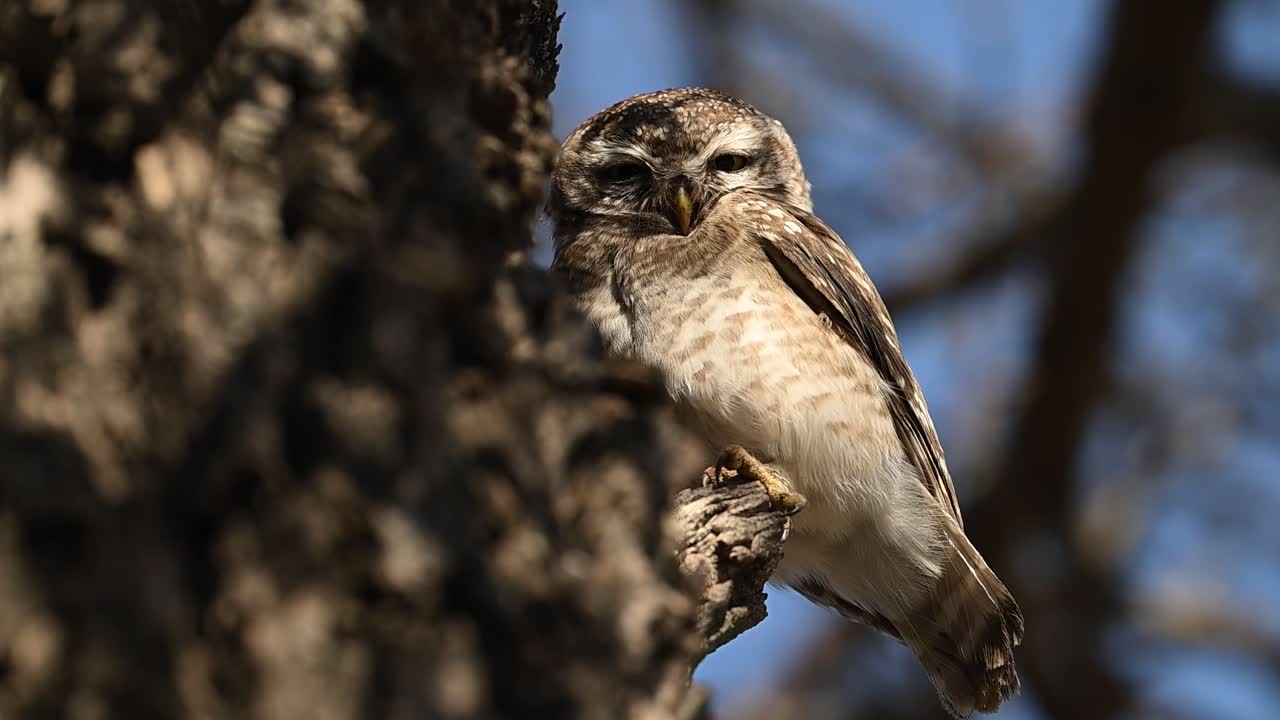 Upper position provides spotted owlet closeup with clear visibility