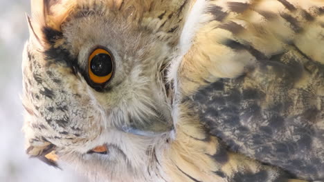 un primer plano de un búho águila