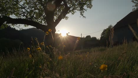 golden light in the high grass field during spring, low angle through the grass, slow motion 4k