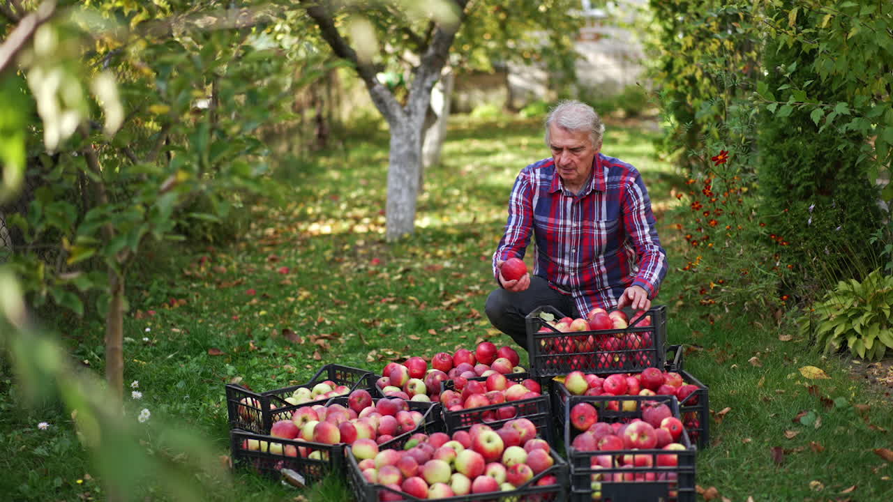 Man and his harvest of fruit in the garden. Busy farmer sorting the apples collected into the black plastic boxes. Green orchard backdrop.