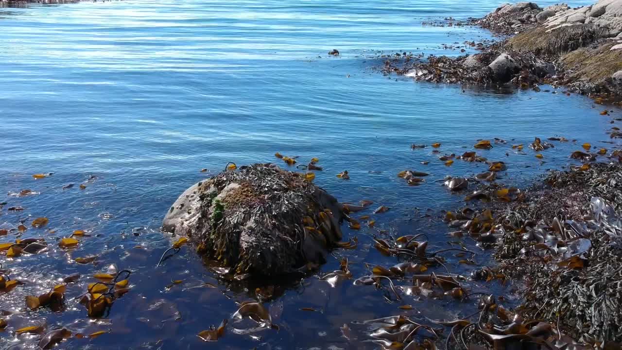 Clip della superficie dell'acqua color blu Majorelle dell'oceano.