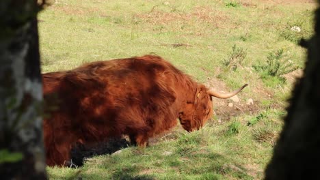 cows at a pasture in scotland