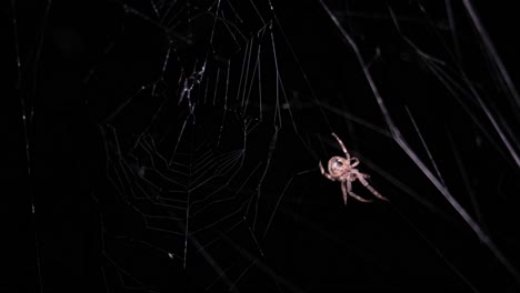a scary spider crawls on a web on a web against the of a dark night. a scary spider crawls on a web on a web against the of a dark night. a predatory spider is looking for prey