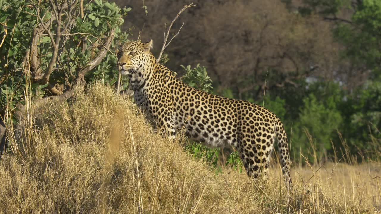leopardo mirando a su alrededor para rezar mientras el sol brilla en la sabana