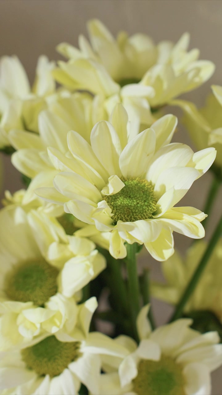 Primo piano di fiori giallo pallido con centri verdi. Lo sfondo è costantemente sfocato, enfatizzando i fiori a fuoco. La morbida illuminazione interna evidenzia petali delicati e steli verdi.