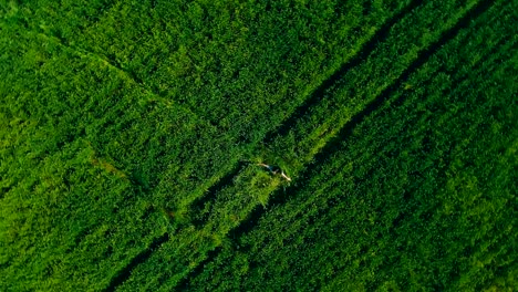 una joven hermosa está girando en un campo verde. video de vista aérea desde el helicóptero. vista superior. movimiento circular de la cámara.