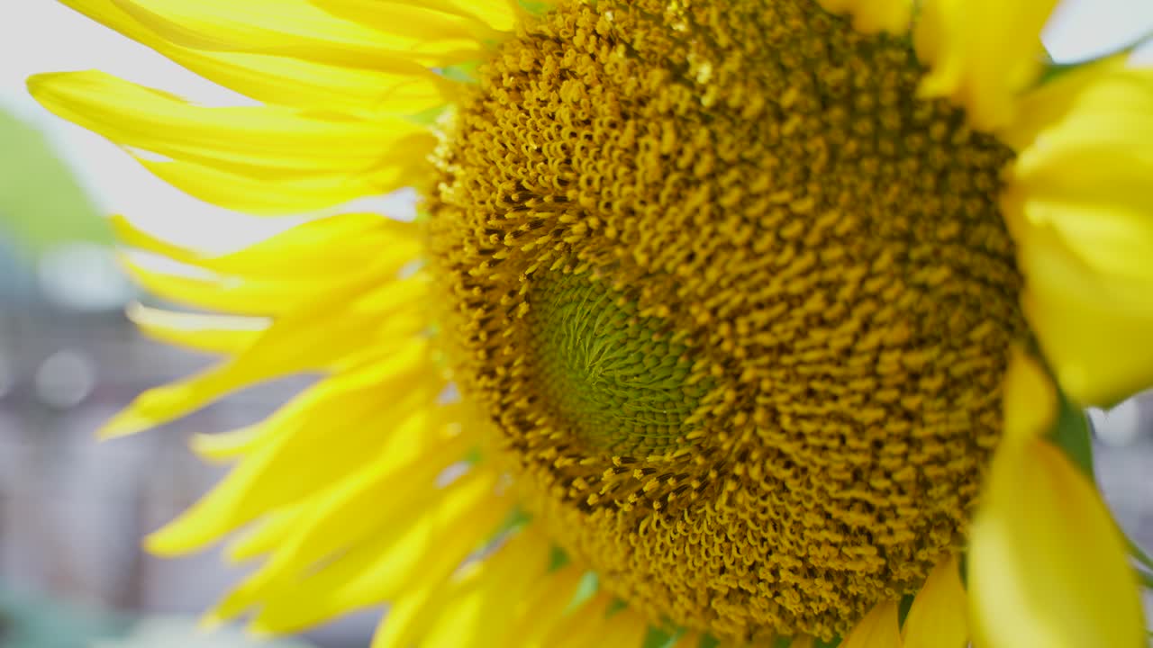 una foto de girasol de cerca