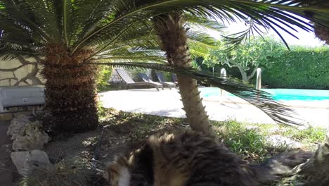 el gato olfateando la cámara.