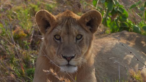 Baby-male-lion-cub-staring-at-camera