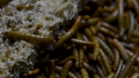 The-Mealworm-is-a-species-of-Darkling-Beetle-used-to-feed-pets-like-fish,-snakes,-birds,-and-frogs