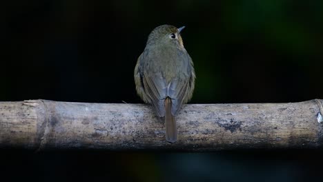 papamoscas azul de la colina posado en un bambú, cyornis whitei