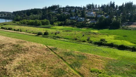 Aerial-shot-flying-over-a-field-of-alfalfa-waiting-to-be-harvested-in-Oak-Harbor,-WA