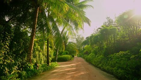 walking through tropical palm trees and exotic green lush vegetation