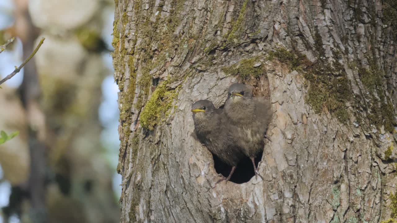 two baby grey starling bird chicks nesting standing in hollow tree hungry waiting and calling for mother to bring food medium