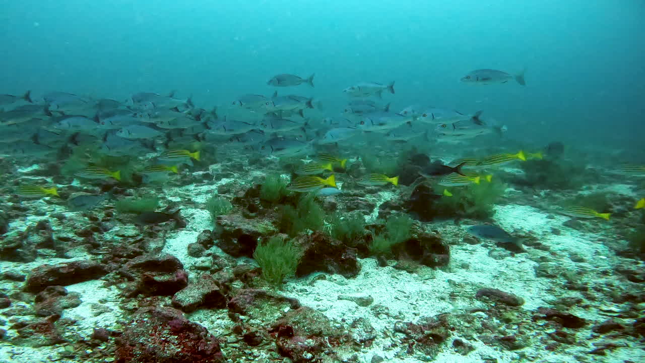 disparo acuático de un banco de colores