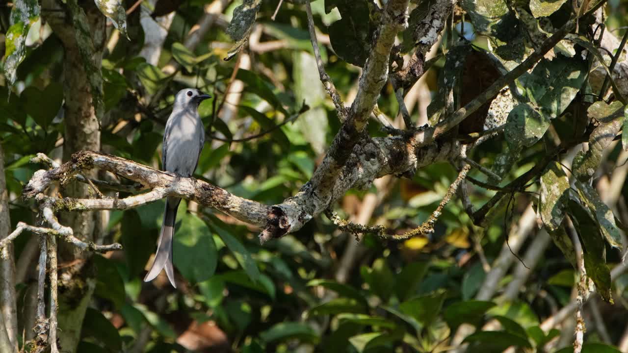 la cámara hace zoom deslizándose hacia la derecha mientras este pájaro está mirando a su alrededor, drongo dicrurus leucophaeus
