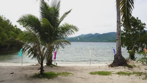 árbol de coco joven y toques coloridos en la playa en filipinas en un día ventoso