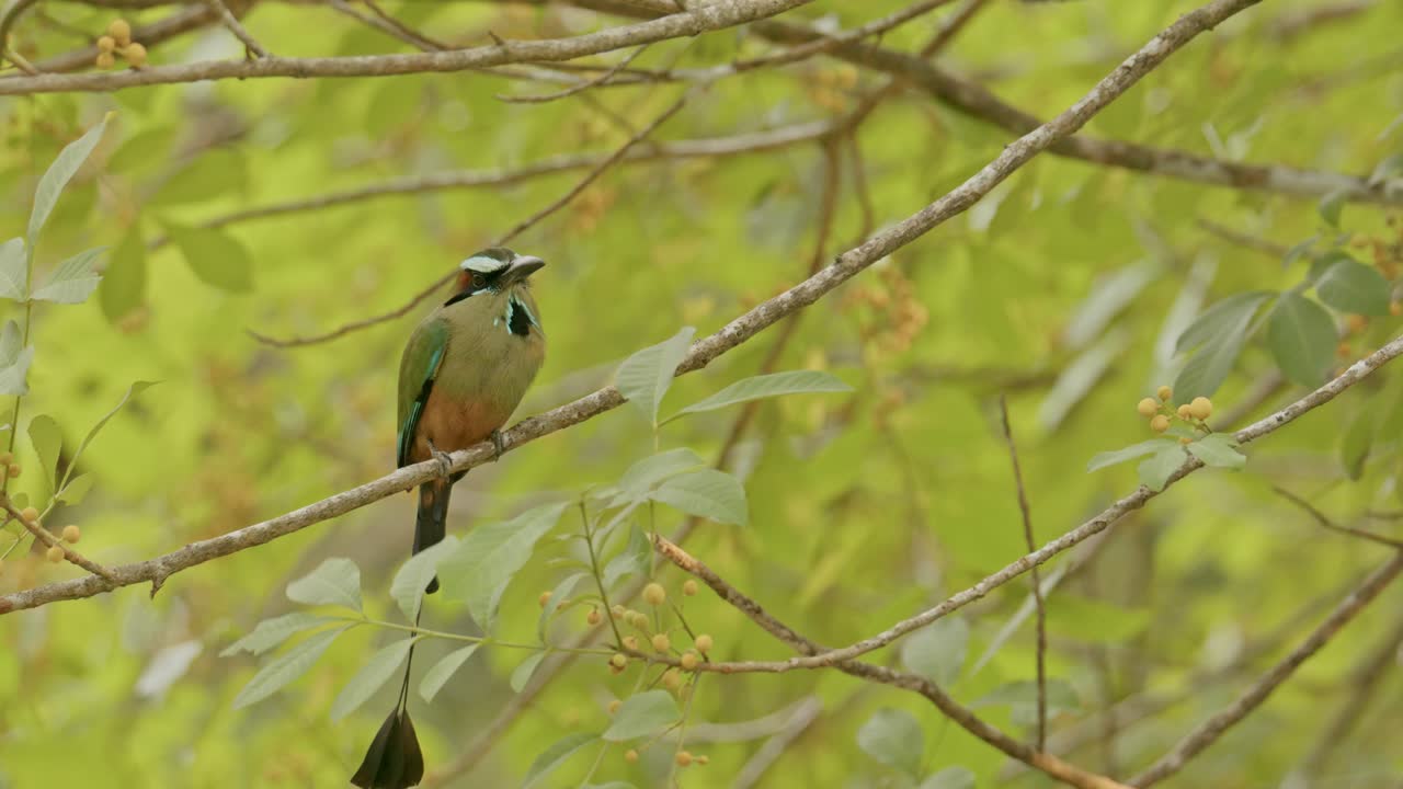 활기찬 모모토 새가 울창한 초록 숲의 가지에 앉아 있습니다.