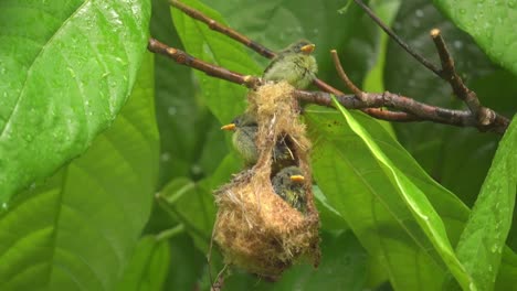 tres lindos pollitos de pájaro flor de vientre naranja bajo la lluvia