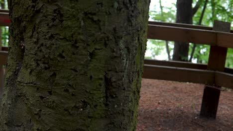 Magical-view-of-roots-and-bark