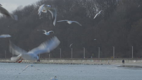 bandada de aves marinas con gaviotas y cisnes en un mar tranquilo durante la mañana nublada