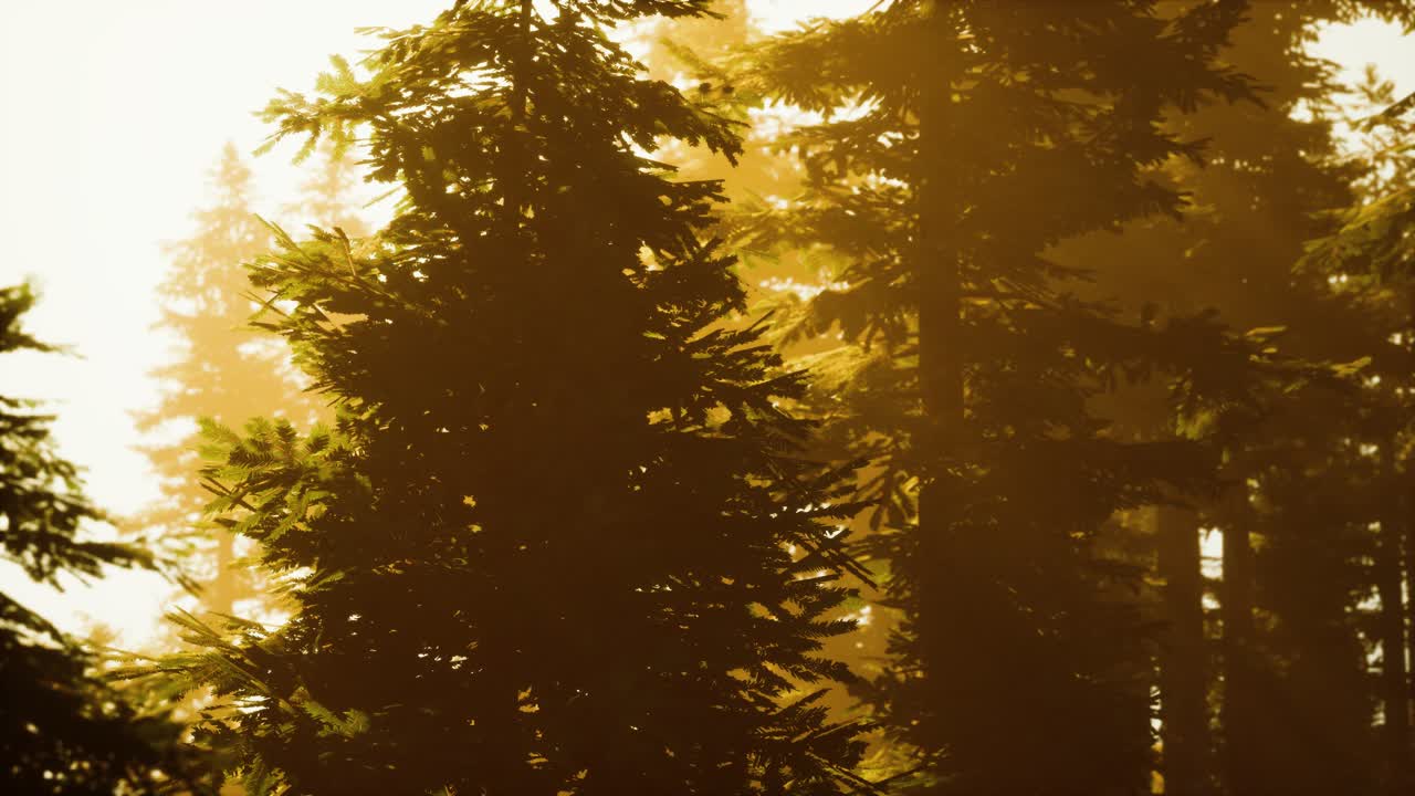 el bosque brumoso hasta el día naciente